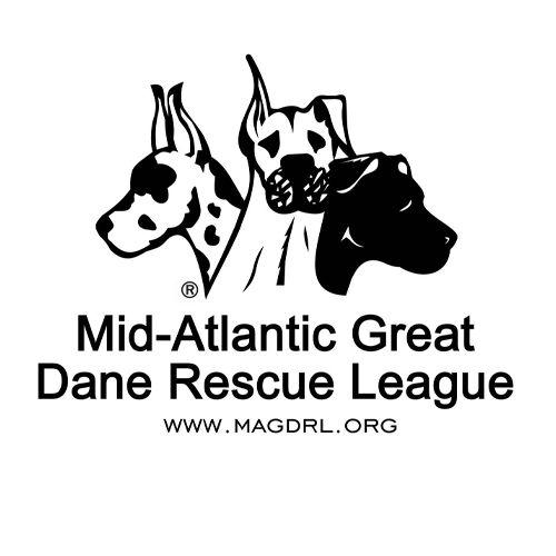 Great Dane Rescue